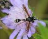 Physocephala rufipes